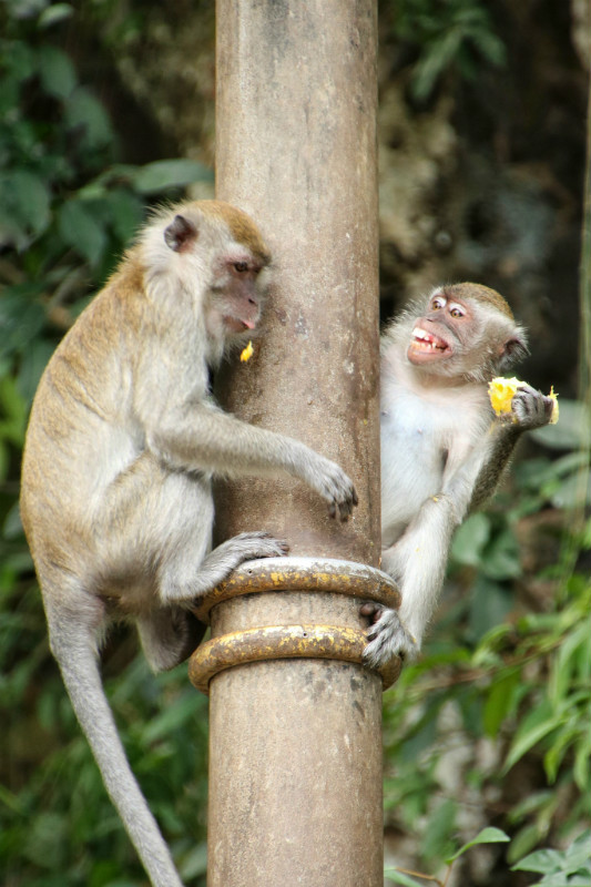 Monkeys at batu caves